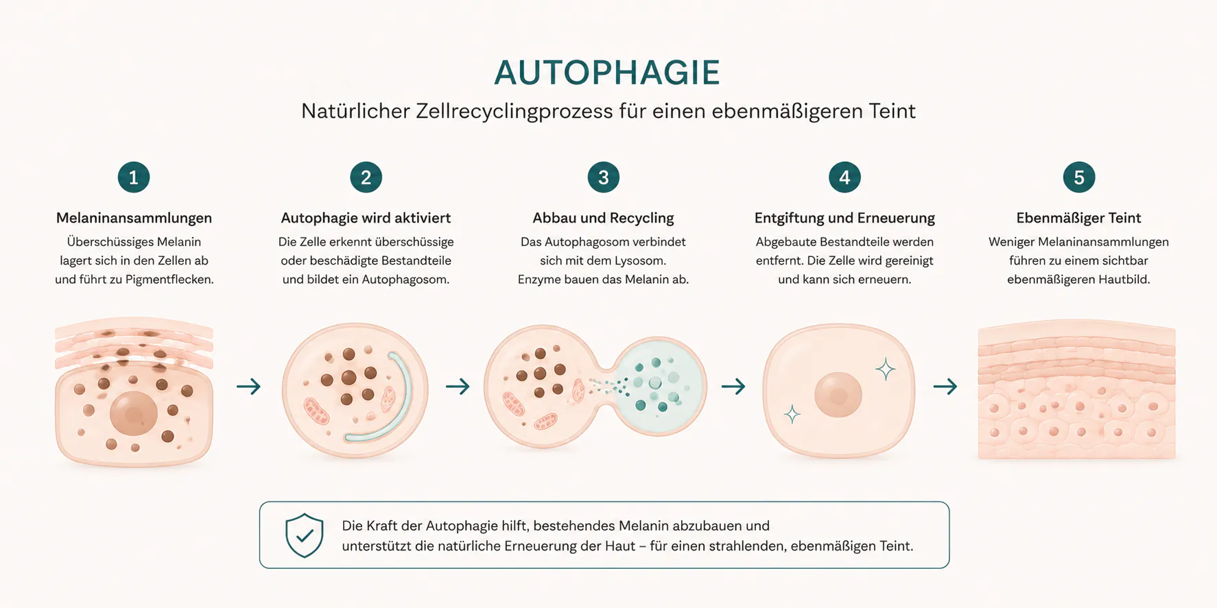 Grafik Autophagie gegen Pigmentflecken